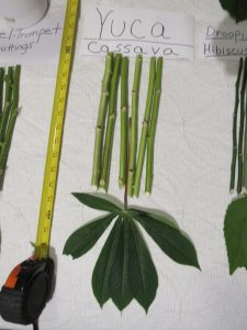 Cassava Cuttings (Manihot esculenta / Edible Yuca)